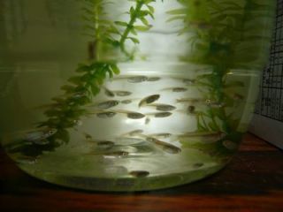 我が家のメダカ達