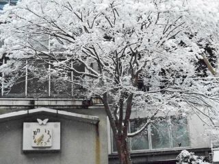 箕面は今日も雪だった。