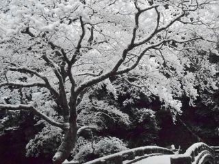 箕面便り最終版