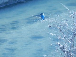 世紀の瞬間撮影（カワセミ）