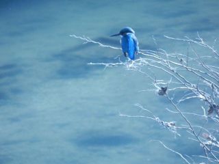 カワセミ撮影　Ｐ２