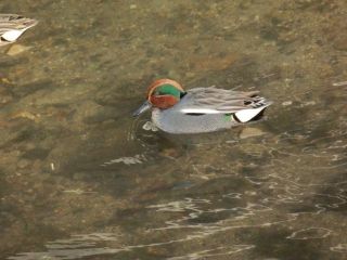 カワセミ記念日