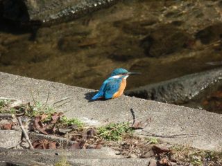 ついに再会　カワセミ