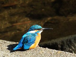 デーブさんの恋人