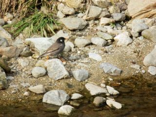 バードウオッチング　ムクドリ？