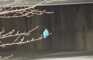 風邪ひいたわい　カワセミ　＋　2種