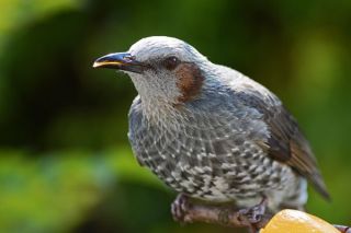 デーブさんお見舞い