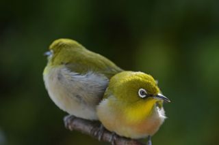 奥様は美人（追伸）