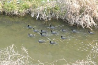 朝の散歩で見た可愛い団体