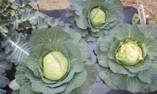 １人農業（害鳥編）