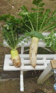 一人農業（収穫編）