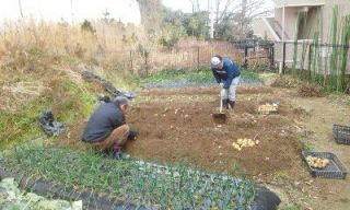 共同菜園（じゃがいも収穫編）