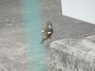 この鳥の名前教えて