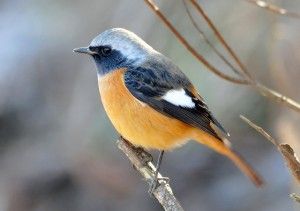 ジョウビタキについて