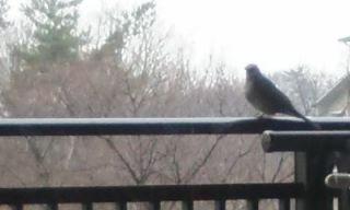 この鳥名前調べて