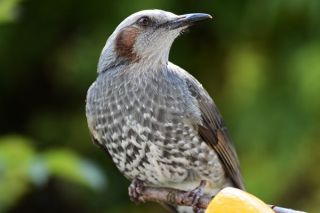 にしやん、お答えします。