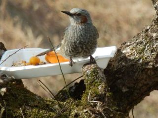 ヒヨドリの観察