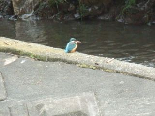 カワセミに再会