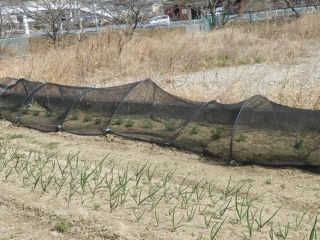 防鳥ネットにツグミ