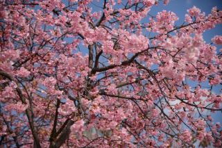 ご近所での花見