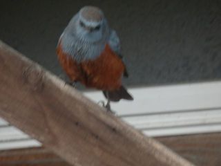 怪鳥の名前判明か？