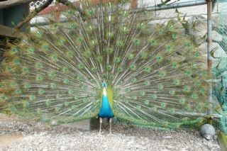 粉河産土神社雛祭式典執り行われる。