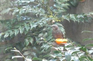 裏庭にヒヨドリ来たる