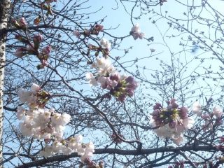 デーブのミニ野草講座