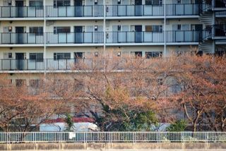 川向うの桜だより　其の２⃣