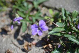 小さい花みつけた