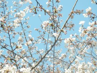 大阪城　花見　P3