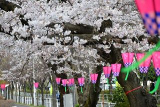 近所の公園の桜満開でした