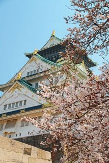 桜も咲いていた