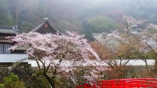 小雨に煙る中のさくら風景