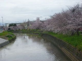 竜田川のサクラ　開花