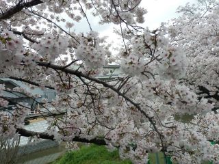 竜田川と花筏（はないかだ）