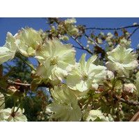 今年のサクラ（造幣局通り抜け）