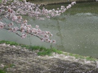 竜田川の花吹雪と花筏（はないかだ）
