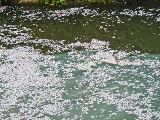 デーブさんから花便り