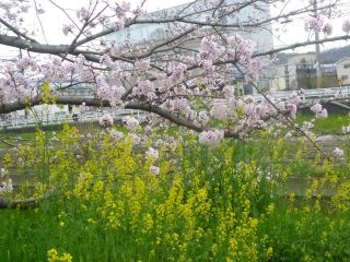 龍田川　名残りの桜と花筏