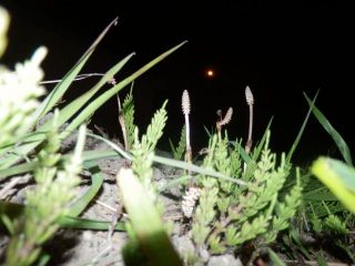 夜の撮影　土筆