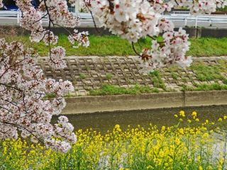 デーブさんコラボ