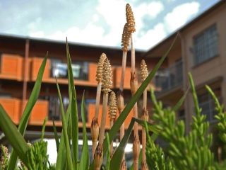 デーブさんの力作