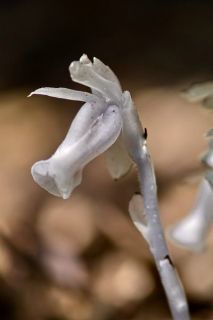 銀竜草咲く（別名ゆうれいだけ）