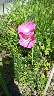 この花何の花気になる花…