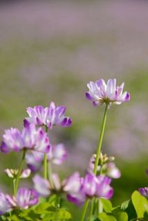レンゲ摘か 花摘か