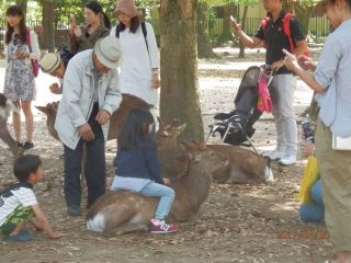 GWの奈良公園　ｐ3