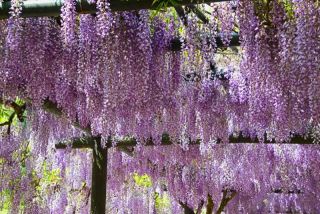 今春最後の藤の花