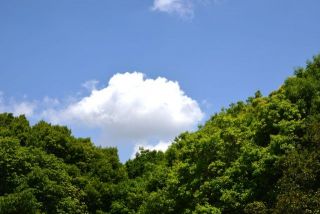 もう一気に夏になる勢いですね