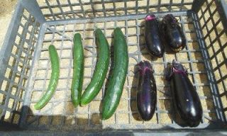 一人農業（再開）